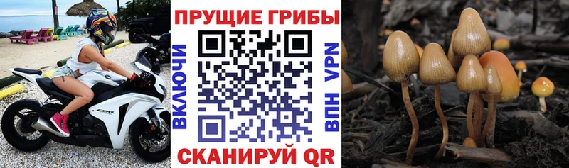купить закладку  Салават  Галлюциногенные грибы Cubensis 